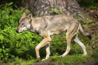 Eurasian wolves (Canis lupus lupus), walking in the forest, Hesse, Germany