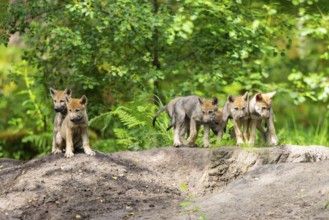 Eurasian wolf (Canis lupus lupus) cubs (youngster) on a little sand hill in the forest, Hesse,