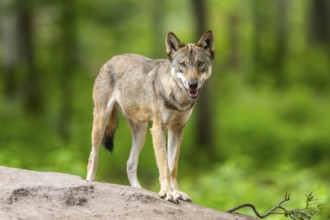 Eurasian wolf (Canis lupus lupus) standing on a little sand hill in the forest, Hesse, Germany