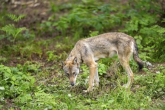 Eurasian wolf (Canis lupus lupus) standing in a forest, Hesse, Germany