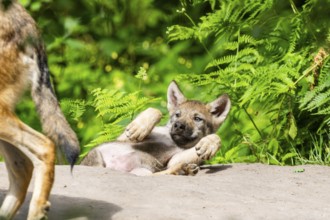 Eurasian wolf (Canis lupus lupus) cub (youngster) lying on a little sand hill in the forest, Hesse,