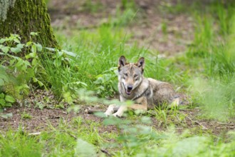 Eurasian wolf (Canis lupus lupus) lying in the forest, Hesse, Germany