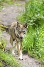Eurasian wolf (Canis lupus lupus) walking in a forest, Hesse, Germany