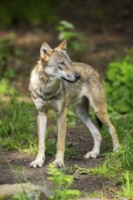 Eurasian wolf (Canis lupus lupus) standing in a forest, Hesse, Germany