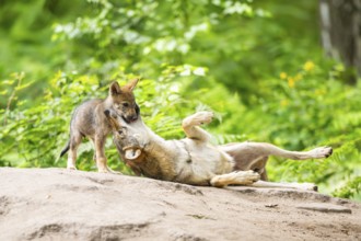 Eurasian wolf (Canis lupus lupus) mother playing with her cub (youngster) on a little sand hill in