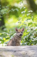 Eurasian wolf (Canis lupus lupus) cub (youngster) sitting on a little sand hill in the forest,