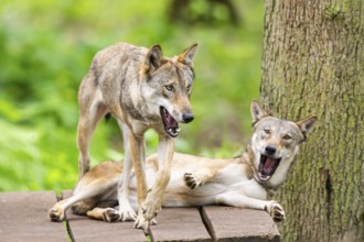 Eurasian wolves (Canis lupus lupus), captive, Hesse, Germany