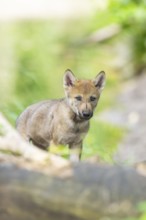 Eurasian wolf (Canis lupus lupus) cub (youngster) standing in the forest, Hesse, Germany
