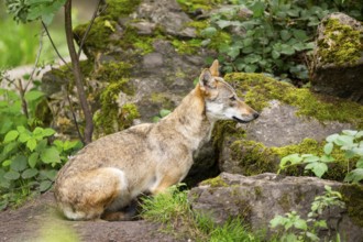 Eurasian wolf (Canis lupus lupus) lying in the forest, Hesse, Germany