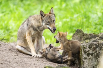Eurasian wolf (Canis lupus lupus) morther playing with her cubs (youngster) on a little sand hill