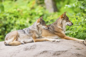 Eurasian wolves (Canis lupus lupus) lying on a little hill in a forest, Hesse, Germany