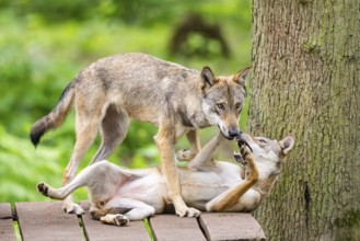 Eurasian wolves (Canis lupus lupus), captive, Hesse, Germany