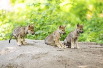 Eurasian wolf (Canis lupus lupus) cubs (youngster) on a little sand hill in the forest, Hesse,