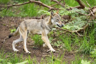 Eurasian wolf (Canis lupus lupus) walking in a forest, Hesse, Germany