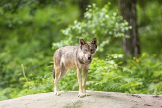 Eurasian wolf (Canis lupus lupus) standing on a little sand hill in the forest, Hesse, Germany
