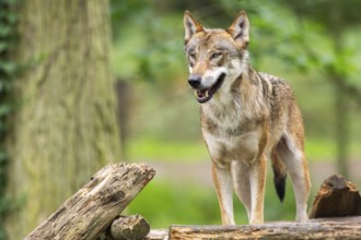Eurasian wolf (Canis lupus lupus) standing in a forest, Hesse, Germany