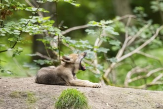 Eurasian wolf (Canis lupus lupus) cub (youngster) lying on a little sand hill in the forest, Hesse,