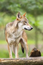 Eurasian wolf (Canis lupus lupus) standing in a forest, Hesse, Germany