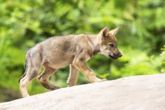 Eurasian wolf (Canis lupus lupus) cub (youngster) walking on a little sand hill in the forest,