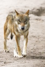 Eurasian wolf (Canis lupus lupus) walking on a little sand hill in the forest, Hesse, Germany