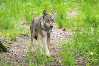 Eurasian wolves (Canis lupus lupus), walking in the forest, Hesse, Germany