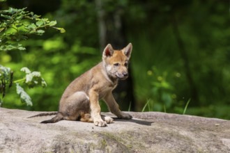 Eurasian wolf (Canis lupus lupus) cub (youngster) sitting on a little sand hill in the forest,