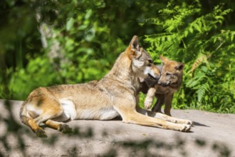 Eurasian wolf (Canis lupus lupus) mother playing with her cub (youngster) on a little sand hill in