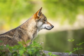 Eurasian wolf (Canis lupus lupus) in a forest, potrait, Hesse, Germany