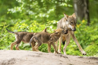 Eurasian wolf (Canis lupus lupus) mother playing with her cubs (youngster) on a little sand hill in