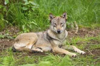 Eurasian wolf (Canis lupus lupus) lying in a forest, Hesse, Germany