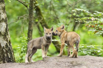 Eurasian wolf (Canis lupus lupus) cubs (youngster) on a little sand hill in the forest, Hesse,