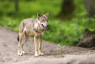 Eurasian wolf (Canis lupus lupus) standing on a little sand hill in the forest, Hesse, Germany