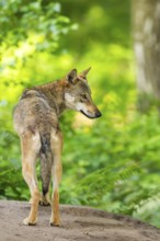 Eurasian wolf (Canis lupus lupus) standing on a little sand hill in the forest, Hesse, Germany