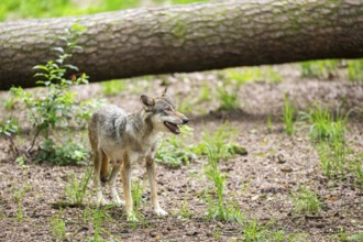 Eurasian wolf (Canis lupus lupus) standing in a forest, Hesse, Germany