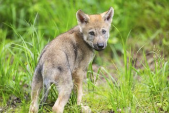Eurasian wolf (Canis lupus lupus) cub (youngster) standing in the forest, Hesse, Germany