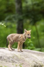Eurasian wolf (Canis lupus lupus) cub (youngster) standing on a little sand hill in the forest,