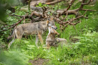Eurasian wolves (Canis lupus lupus) in the forest, Hesse, Germany