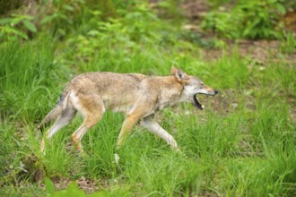 Eurasian wolves (Canis lupus lupus), walking in the forest, Hesse, Germany