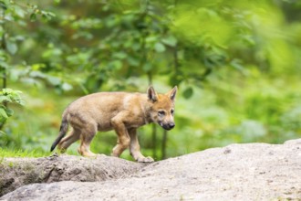 Eurasian wolf (Canis lupus lupus) cub (youngster) walking on a little sand hill in the forest,