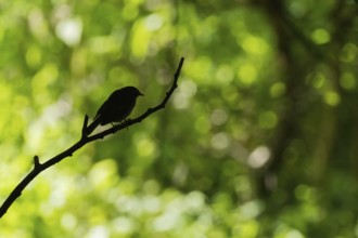 A robin (Erithacus rubecula), silhouette, sitting on a branch in front of a blurred green