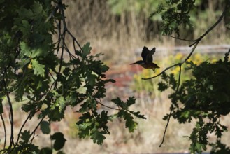 A kingfisher (Alcedo atthis) flies through dense foliage in sun-drenched nature, Hesse, Germany
