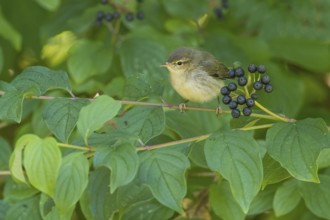 A chiffchaff (Phylloscopus collybita), young bird, sitting on a branch with berries, Common Dogwood