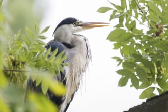 A grey heron (Ardea cinerea) sits between green leaves and looks into the distance, Hesse, Germany