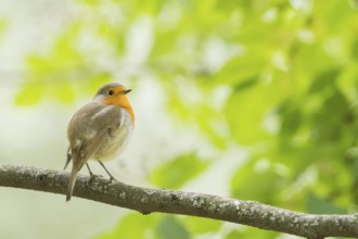 A robin (Erithacus rubecula) sitting on a branch against a light green background, Hesse, Germany