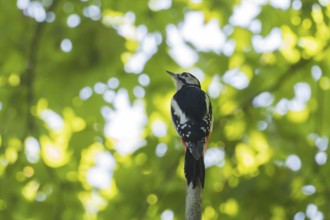 A great spotted woodpecker (Dendrocopos major) sitting on a branch surrounded by bright green