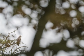 A buzzard (Buteo buteo) sitting on a branch with blurred background, Hesse, Germany