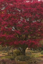 Fan maple (Acer palmatum) with intense red autumn foliage in the Botanical Garden, Krefeld