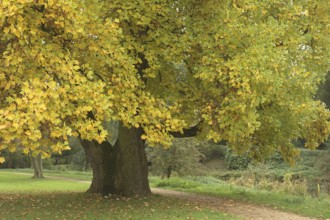 Large tulip tree (Liriodendron tulipifera) with yellow autumn leaves in a park, Greiffenhorstpark,