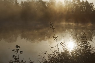 Foggy pond at sunrise, mystical morning atmosphere, Krefeld