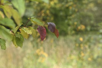 Branches with red and green leaves, blurred background, Schönwasserpark, Krefeld
